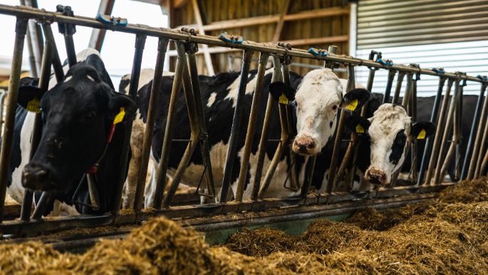 Lurweid Dairy Farm_Pfister_Esslingen_Kuh