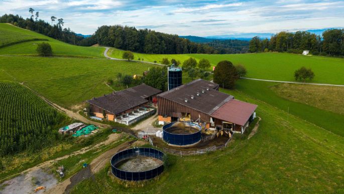 Honig_Blum_Roggliswil_Hof