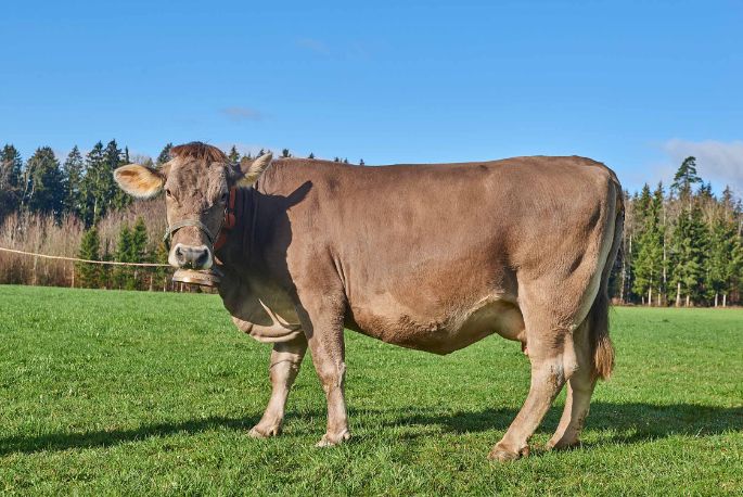 Neuweid, Barbara und Josef Odermatt-Bannwart, Aesch b. Birmensdorf_Kuh_Ganzkörper