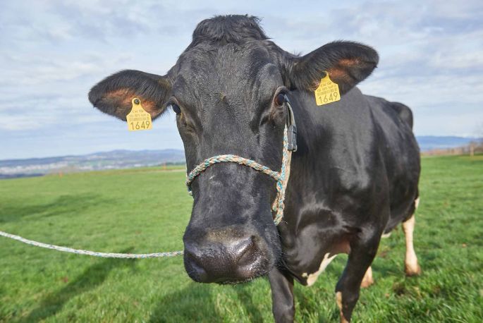 Gammerstall, Kurt Huber-Stalder, Muri_Kuh_Portrait_2