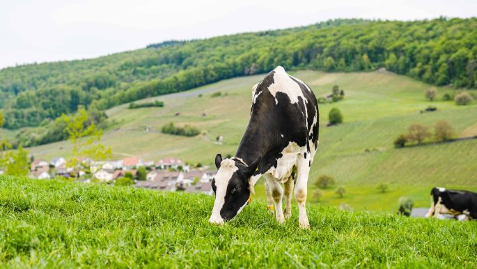 Bächlihof_Käser_Oberflachs_Kuh