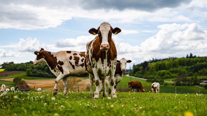 Bannholz_Schweizer_Koeniz_Kuh-2