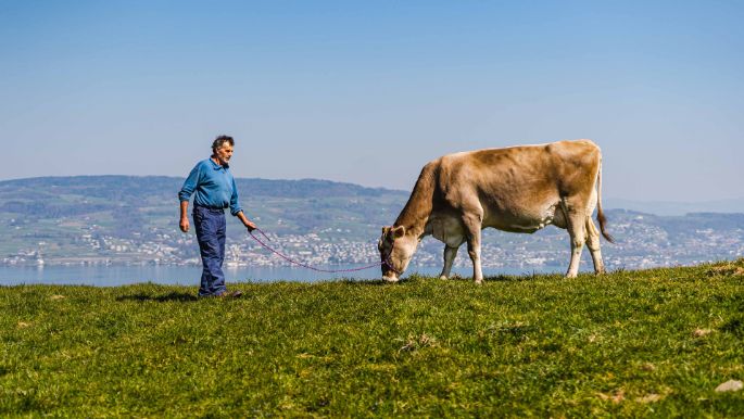 Harüti_Bill_Hirzel_Kuh1