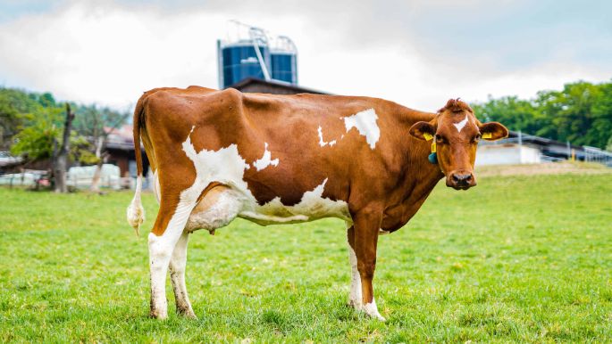 Wigerhof_Haefely_Hägendorf_Kuh