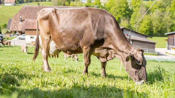 Hübeli_Ryser_Madiswil_Kuh