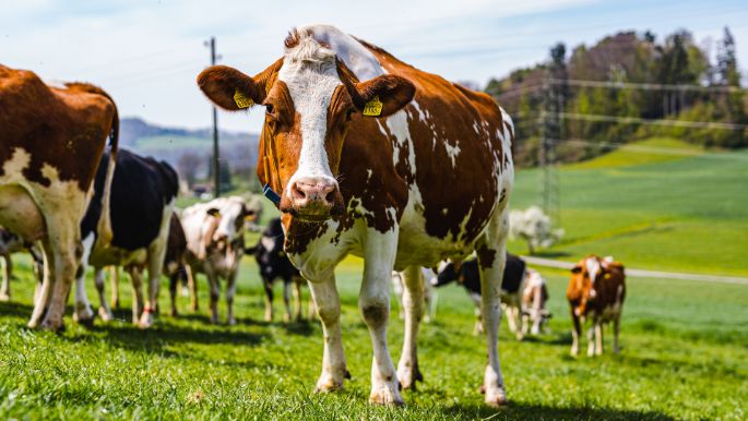 Familie_Sigrist_Loosli_Sigrist_Madiswil_Kuh