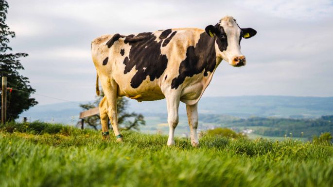 Hof_Schmitter_Schmitter_Oberwil-Lieli_Kuh