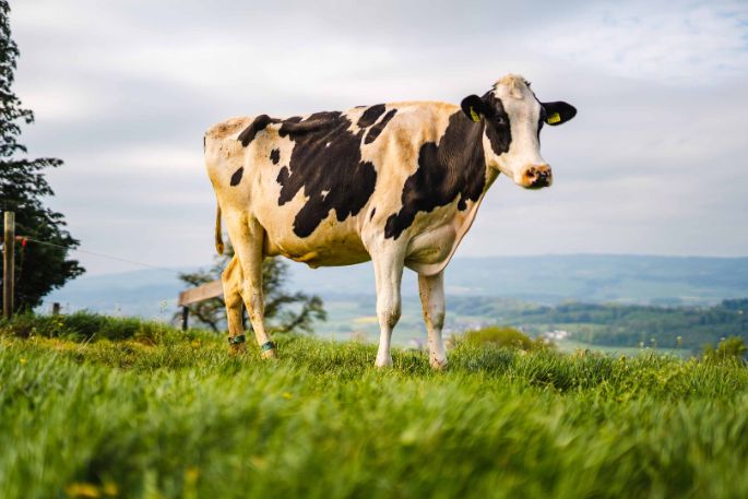 Hof_Schmitter_Schmitter_Oberwil-Lieli_Kuh