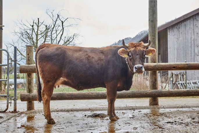 Allmend, Urs Lehmann, Belp_Kuh_Ganzkörper