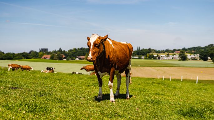 Melchenbuehlgut_Bigler_Guemligen_Kuh-2