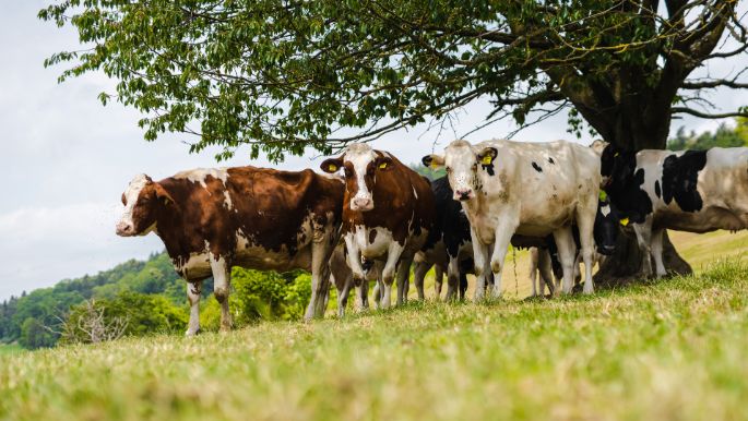 Schmittenhof_B?hler_Oetwil a. d. Limmat_Kuh