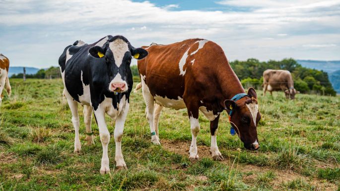 Grundhof_Schlegel_Unterboezberg_Kuh