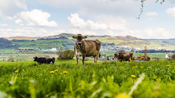 Landgut Widenmoos_Fischer_Winikon_Kuh-2