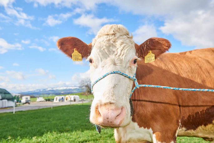 Sädelhof, Thomas und Jan Bühlmann-Scheidegger, Berikon_Kuh_Portrait