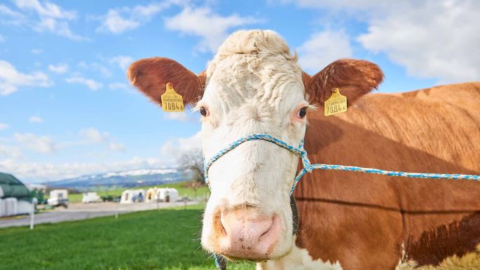 Sädelhof, Thomas und Jan Bühlmann-Scheidegger, Berikon_Kuh_Portrait