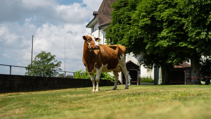 Landwirtschaftsbetrieb Schloss_H?usler_Sumiswald_Kuh