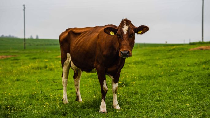 Biohof Weyer_Streit_Oberbalm_Kuh2