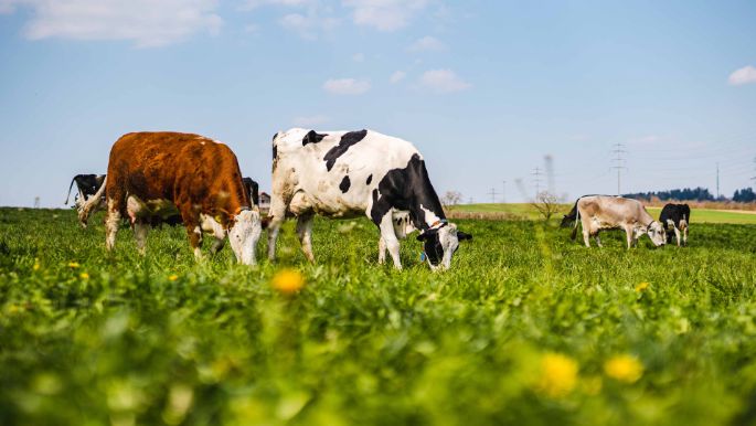 Oberbösch_Hegglin_Hünenberg_Kuh2