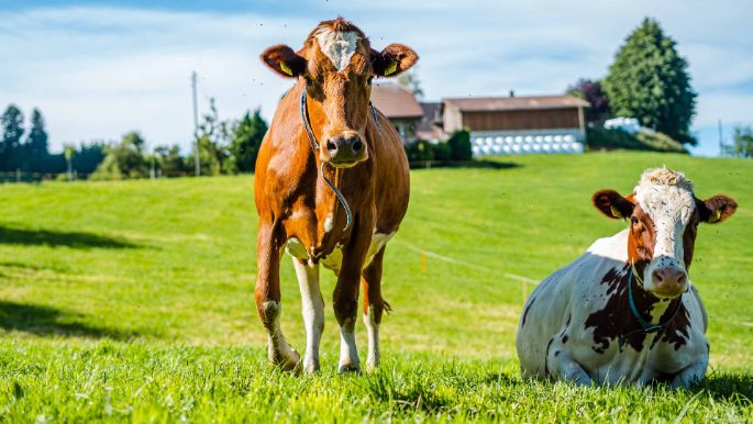 Hof_Müller_Müller_Schmidigen_Kuh