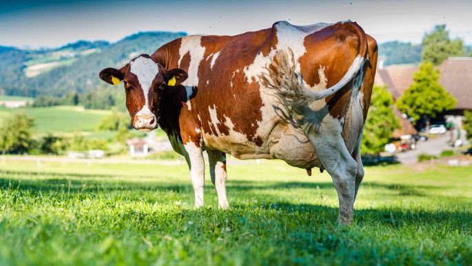 Hof_Basler_Basler_Mittelhaeusern_Kuh