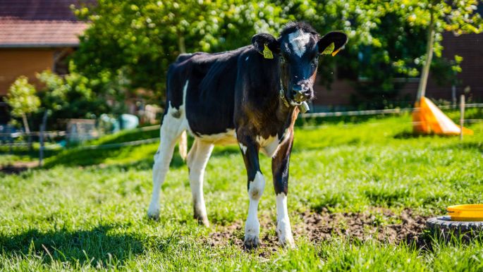 Lim-Val_Holstein_Kunz_Mülchi_Kuh