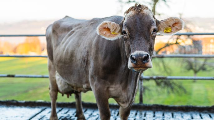 Hofmatt_Kaufmann_Nottwil_Kuh