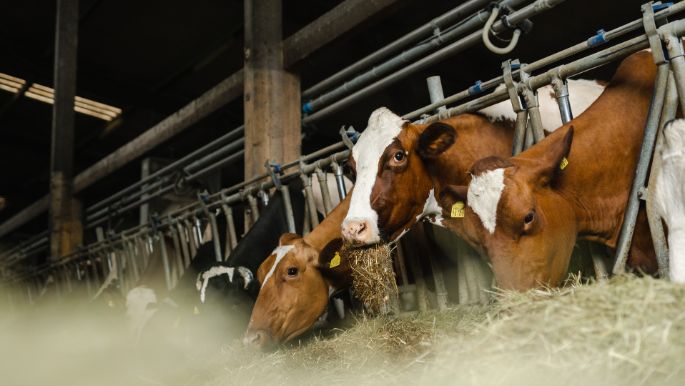 Langmatthof Koch_Koch_Suhr_Kuh