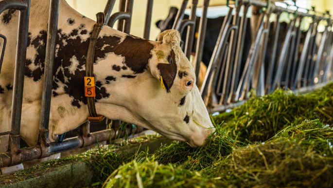 Dirnachen_Jöri_Alpnach Dorf_Stall