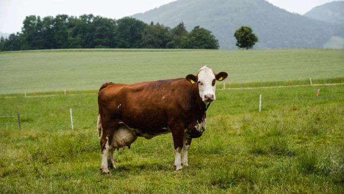 Buchhof_B?rgi_Erlinsbach_Kuh