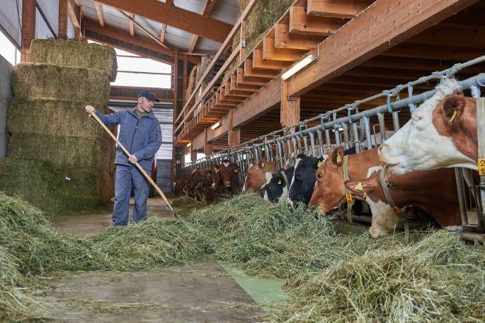 Hinterhaus, Markus Schneider, Bolligen_Stall_4