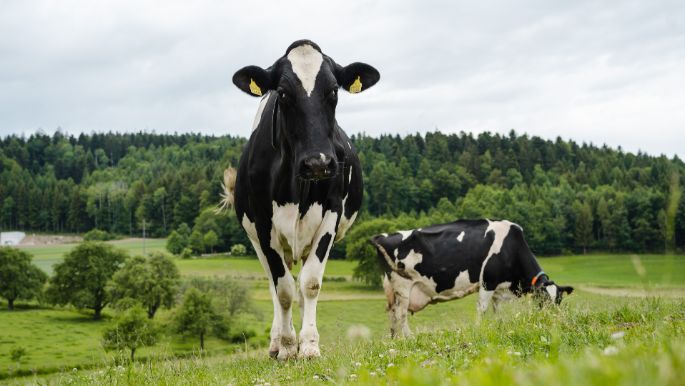 Berghof Burg_Siegrist_Burg AG_Kuh
