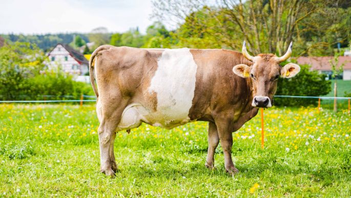 Hof_Spitznagel_Spitznagel_Stadel_Kuh