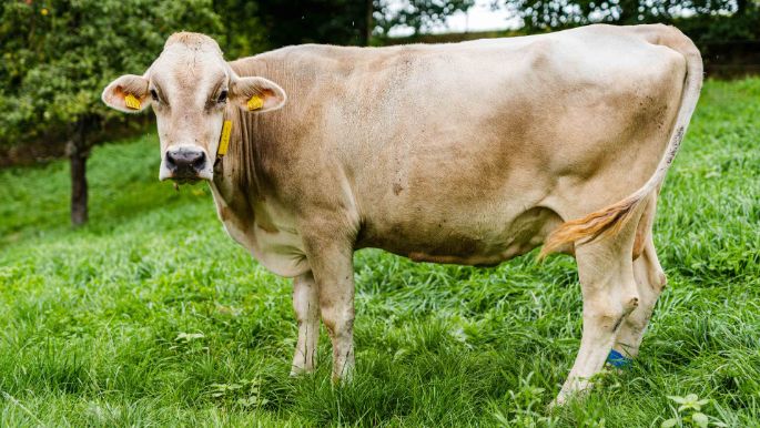 Rütihof_Aeschlimann_Wangen_Kuh