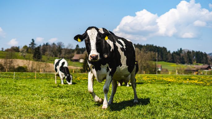 Glaendhof_Hofer_Rothrist_Kuh