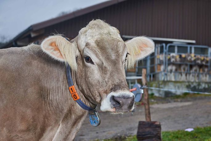 Im Lätten, Urs Köpfli, Islisberg_Kuh_Portrait