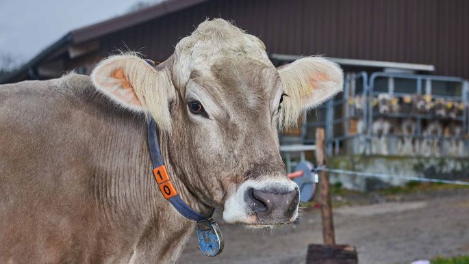 Im Lätten, Urs Köpfli, Islisberg_Kuh_Portrait