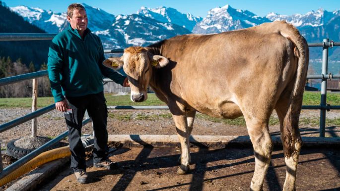 Weisstannen_Buesser_Amden_Kuh