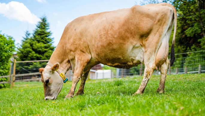 Binzenhof_Knoerr_Aarau_Kuh