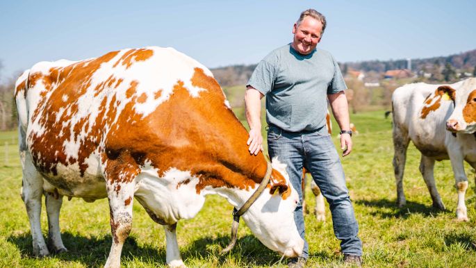 Tambelhof_Stalder_Herrliberg_Kuh_2