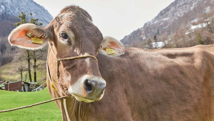 Bleichi_Andreas Krieg, Niederurnen_Kuh Portrait