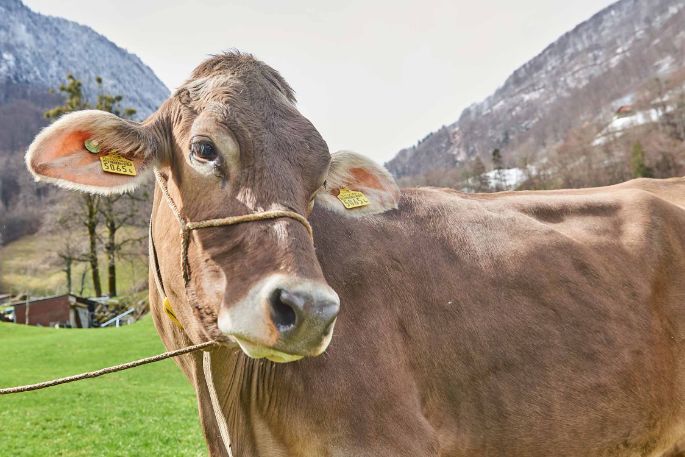 Bleichi_Andreas Krieg, Niederurnen_Kuh Portrait