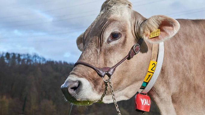 Chleehof, Beat Zimmermann-Knecht, Fisibach_Kuh_Portrait