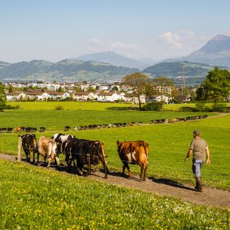 Lügisingen_Bühlmann_Rothenburg_Arbeit_text_image