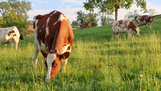 Sigerswil_Egli_Grosswangen_Kuh_web