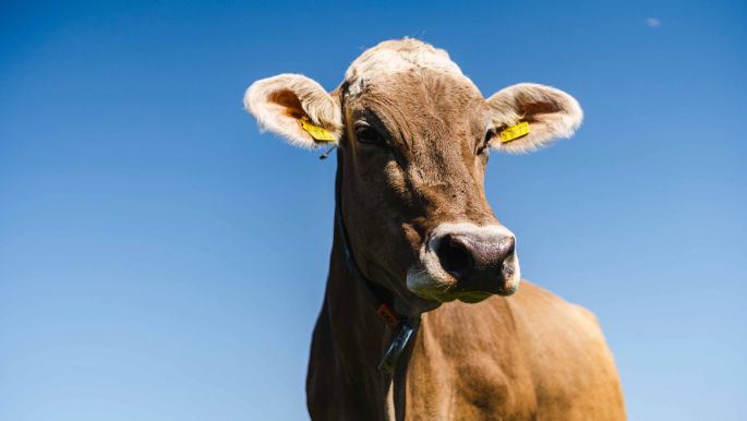 Neurüti_Kägi_Gutenswil_Kuh2