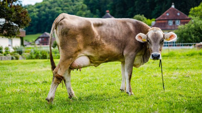 Hof_Luder-Friedli_Luder-Friedli_Riedtwil_Kuh