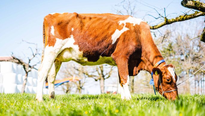 BG_Hagenbucher-Job_Hagenbucher_Birmensdorf_Kuh