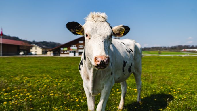 Hof-Rätzer_Rätzer_Othmarsingen_Kuh-2