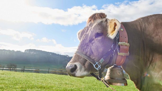 Neuweid, Barbara und Josef Odermatt-Bannwart, Aesch b. Birmensdorf_Kuh_Portrait_2