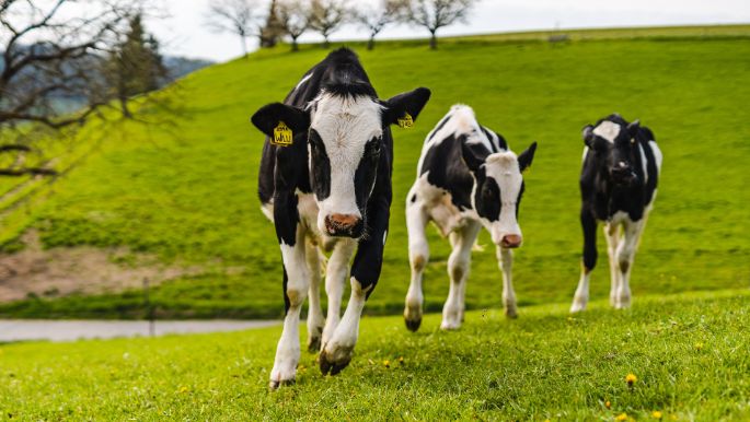 Eichhof_Weber_Grasswil_Kuh